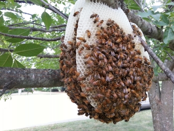 natural beehive (Shamsul Arafin thebeeinfo.com)